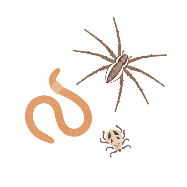 Spider, Invertebrates, Animals