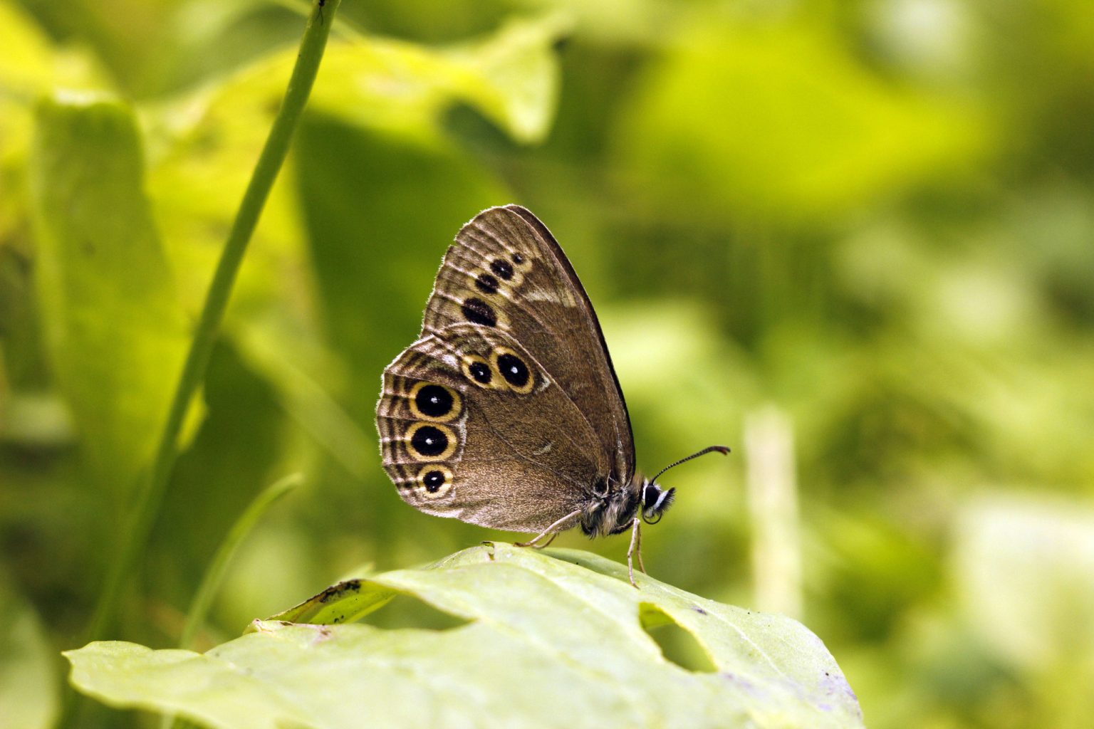 the-woodland-brown-butterfly-in-south-tyrol-phantom-or-reality